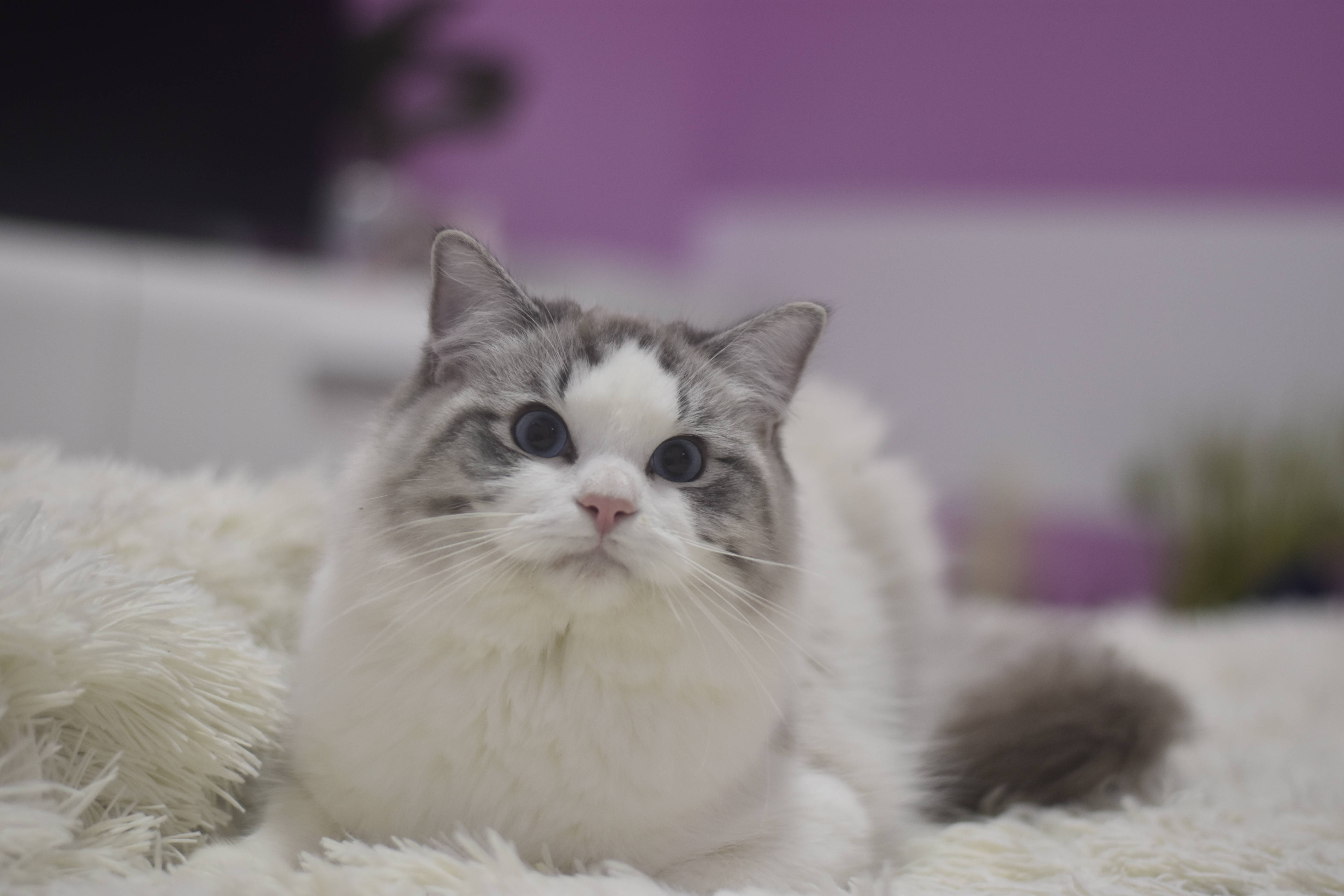 images/OurCats/Diamond Dolls Barrett.jpg